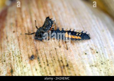 Larve von Harmonia axyridis, die eine weitere Larve derselben Art frisst - kannibalistisches Verhalten Stockfoto