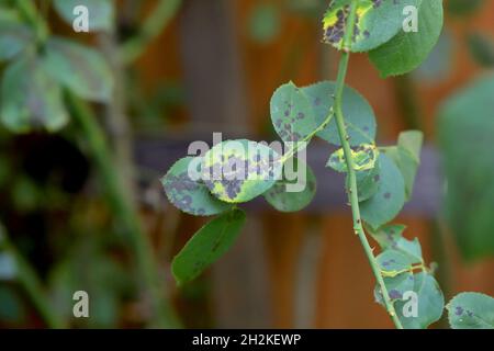 Rose Black Spot Krankheit durch Pilze verursacht Diplocarpon rosae. Stockfoto