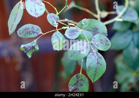 Rose Black Spot Krankheit durch Pilze verursacht Diplocarpon rosae. Stockfoto