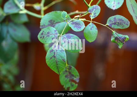 Rose Black Spot Krankheit durch Pilze verursacht Diplocarpon rosae. Stockfoto