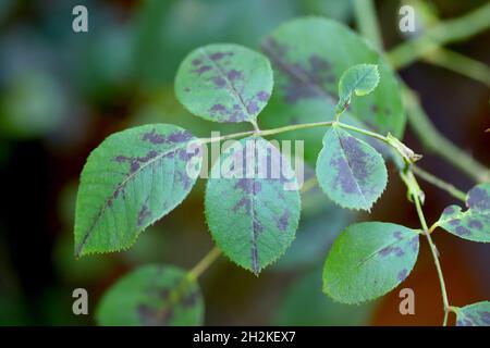 Rose Black Spot Krankheit durch Pilze verursacht Diplocarpon rosae. Stockfoto