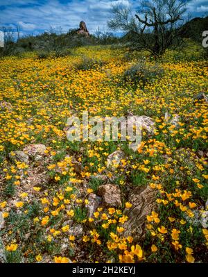 Mexikanische Mohnblumen, Argemone mexicana, Ajo Mountains, Organ Pipe Cactus National Monument, Arizona Stockfoto