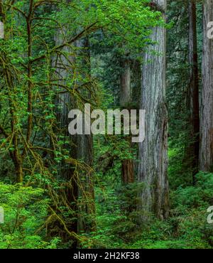 Bigleaf Maple, Redwoods, Jedediah Smith National und State Park, Kalifornien Stockfoto