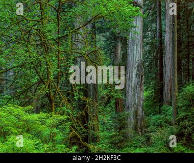 Bigleaf Maple, Redwoods, Jedediah Smith National und State Park, Kalifornien Stockfoto