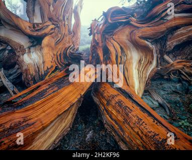 Bristlecone Pinie, Pinus longaeva, weiße Berge, Inyo National Forest, östlichen Sierra, Kalifornien