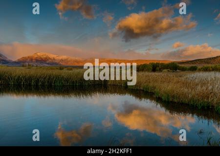 Dawn, Moonset, Feuchtgebiete, Eastern Sierra, Mono Basin National Forest Scenic Area, Inyo National Forest, Kalifornien Stockfoto