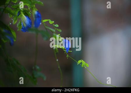 Schmetterlingsblüten Fotos Stockfoto