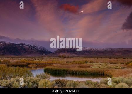 Dawn, Moonset, Feuchtgebiete, Eastern Sierra, Mono Basin National Forest Scenic Area, Inyo National Forest, Kalifornien Stockfoto