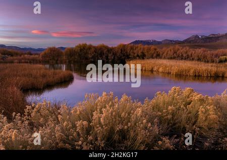Dawn, Feuchtgebiete, Mono Basin National Forest Scenic Area, Inyo National Forest, Eastern Sierra, Kalifornien Stockfoto