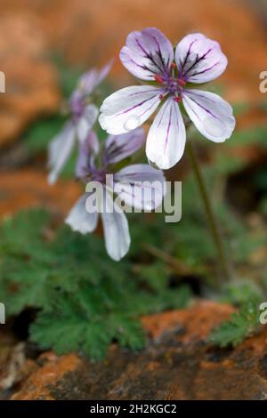 Natürliche und wilde Blumen - Erodium daucoides. Stockfoto