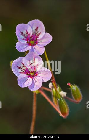 Natürliche und wilde Blumen - Erodium. Stockfoto