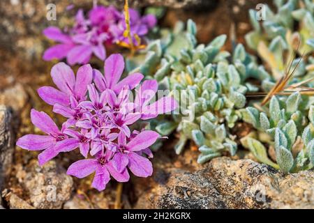 Natürliche und wilde Blumen - Pterocephalus spathulatus. Stockfoto