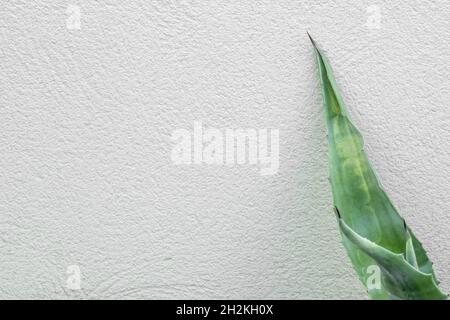 Aloe Vera Blatt, genannt Aloe, acíbar oder Barbados Aloe, unter anderem, ist eine Sukkkkkulente Art Stockfoto