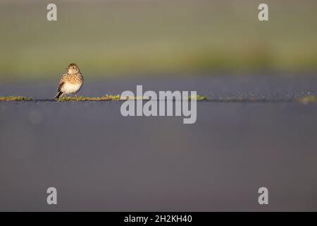 Eurasische Feldlerche (Alauda arvensis), die im Morgenlicht auf dem Boden forstert. Stockfoto