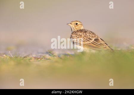 Eurasische Feldlerche (Alauda arvensis), die im Morgenlicht auf dem Boden forstert. Stockfoto