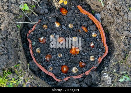 Pflanzen von Tulpen und Krokusbirnen im Herbst in einem Korb Stockfoto