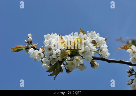 Alte Land, Villa Alice Stockfoto