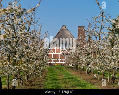 Altländer Bauernhaus mit Kirschbaumplantage, Sonnenschein, Alte Land, Landkreis Stade, Niedersachsen, Deutschland Stockfoto