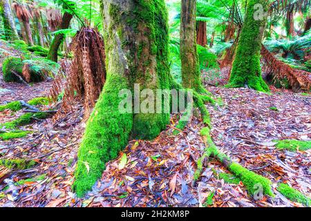 Stämme und Oberflächenwurzeln riesiger Gummibäume im Mt Field National Park von Tasmanien, Australien. Stockfoto