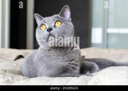 Britische Kurzhaar-Katze liegt auf dem Bett. Gemütliches Zuhause Hintergrund mit flauschigen Haustier Stockfoto