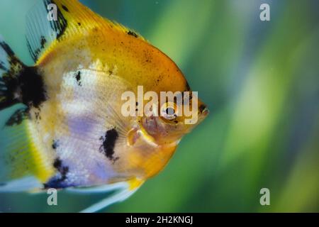 Nahaufnahme von farbenfrohen Koi-Angelfischen mit schwarzen Flecken, die in einem Fischbecken schwimmen Stockfoto