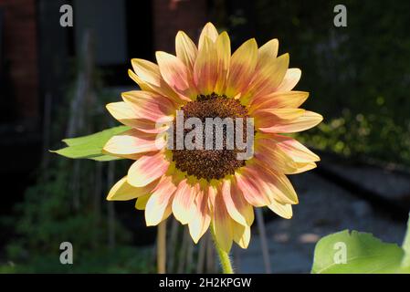 Schöne pastellrote und gelbe Rottöne einer Sonnenblume (Helianthus annuus) in einem Garten in Ottawa, Ontario, Kanada. Stockfoto