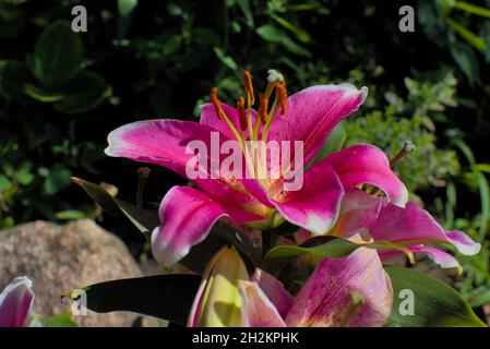 Tellerlilie (Lilium bulbiferum) in voller Blüte in einem Garten in Ottawa, Ontario, Kanada. Stockfoto