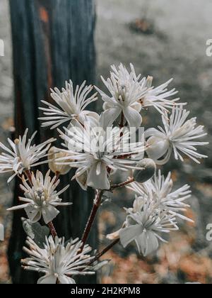 Nahaufnahme von schönen weißen Clematis Vitalba Blüten und Knospen, die im Garten wachsen Stockfoto