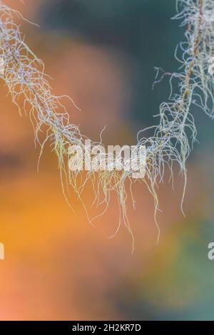 Old man's Beard, Usnea longissima, wachsende Zweige eines Bigleaf Ahorns, Treppenbereich des Olympic National Park, Washington State, USA Stockfoto