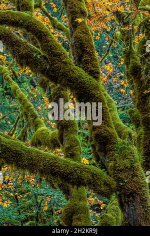 Dattelmoos, Isothecium stoloniferum, dicht bedeckende Äste von Bäumen im Treppenhaus, Olympic National Park, Washington State, USA Stockfoto