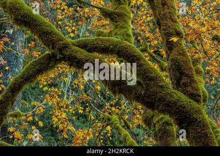 Dattelmoos, Isothecium stoloniferum, dicht bedeckende Äste von Bäumen im Treppenhaus, Olympic National Park, Washington State, USA Stockfoto