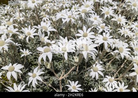 Australian Flannel Blume Pflanze in Blüte Stockfoto