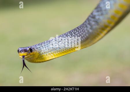 Australische, nicht giftige, flackernde Zunge der Common Tree Snake Stockfoto