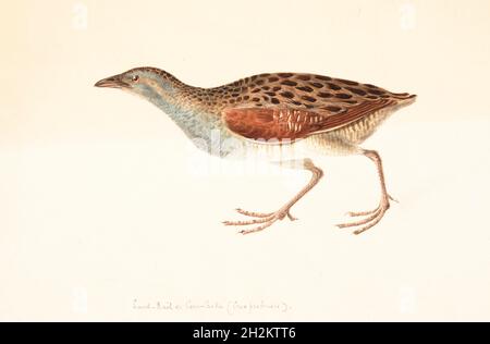 Corncrake, Illustration aus dem 18. Jahrhundert Stockfoto