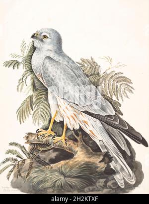 Montague's Harrier, Illustration aus dem 18. Jahrhundert Stockfoto