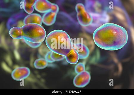 Cryptococcus neoformans Pilz, Illustration Stockfoto