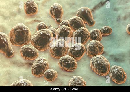 Cryptococcus neoformans Pilz, Illustration Stockfoto
