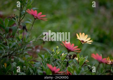 Bunte Gänseblümchen im Garten Stockfoto