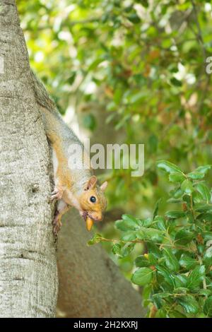 Kopfüber östliches graues Eichhörnchen, absteigende Eiche mit Eichel im Mund Stockfoto