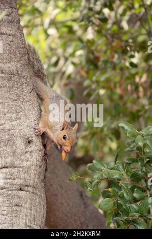 Östliches graues/graues Eichhörnchen, abfallend, Eichenstämme mit Eichel im Mund Stockfoto