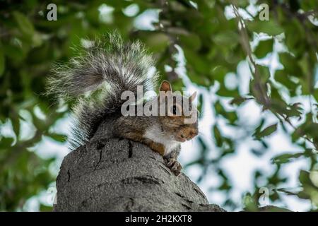 Ostgraues Eichhörnchen schaut in die Kamera und sitzt auf einem Stumpf in California Live Oak Tree Stockfoto
