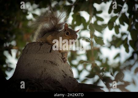 Ostgraues Eichhörnchen schaut in die Kamera und sitzt auf einem Stumpf in California Live Oak Tree Stockfoto
