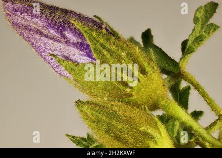 Makroansicht von isolierten australischen einheimischen Hibiskusknospen, Südaustralien Stockfoto