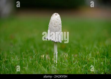 Coprinus comatus zottelige Tintenkappe auf einer gemähten Wiese im Herbst Stockfoto