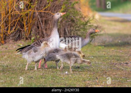 Graugans und Gänseküken. Auf der Suche nach einem Essen im Gras Stockfoto