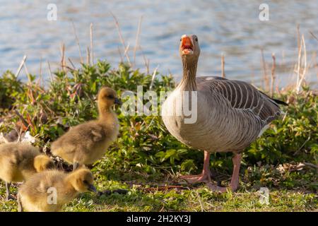 Sehr Verärgerte Greylag Gans. Graugans-Anser-Anser zischend, um die Herde zu schützen. Stockfoto