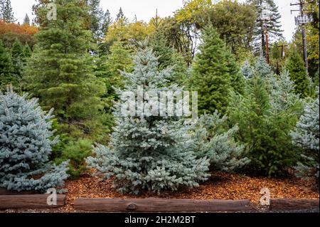 Nahaufnahme mehrerer Weihnachtsbäume auf einem Bauernhof in den Ausläufern der Sierra Nevada. Stockfoto