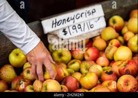 Die Hand einer älteren Frau, die auf einer Farm in einen Behälter mit honigsüßen Äpfeln greift. Stockfoto