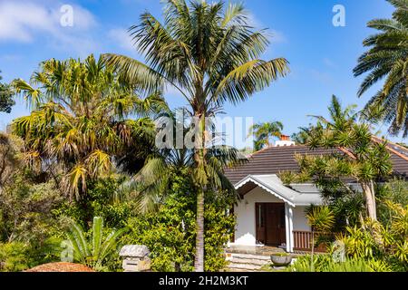 Australisches Haus in Avalon Beach Sydney mit üppigem grünen Garten und Pflanzen Palmen, Sydney, Australien Stockfoto