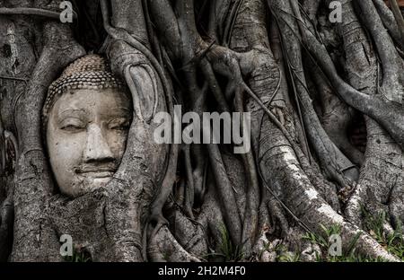 Aytthaya, Thailand, 22 Aug 2020 : Antiker buddha-Kopf eingebettet in einen Banyan-Baum, der im Wat mahathat nicht gesehen wurde. Ayutthaya, Thailand. Selektiver Fokus. Stockfoto